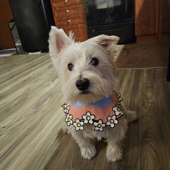 5 Pet Collars for only C$25 - Picture 6 of 11